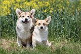 CORGI PEMBROKE 439